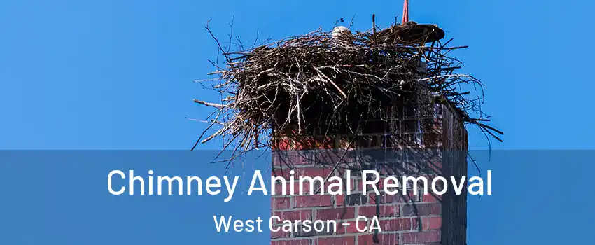  Chimney Animal Removal West Carson - CA
