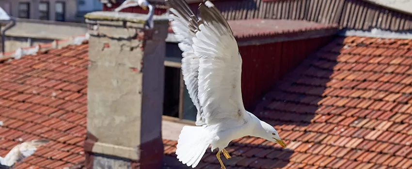 Residential Chimney Animal Removal Solution in West Carson, CA