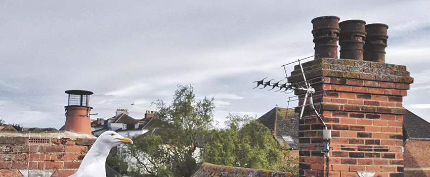 Chimney Cleaning And Restoration in West Carson, California